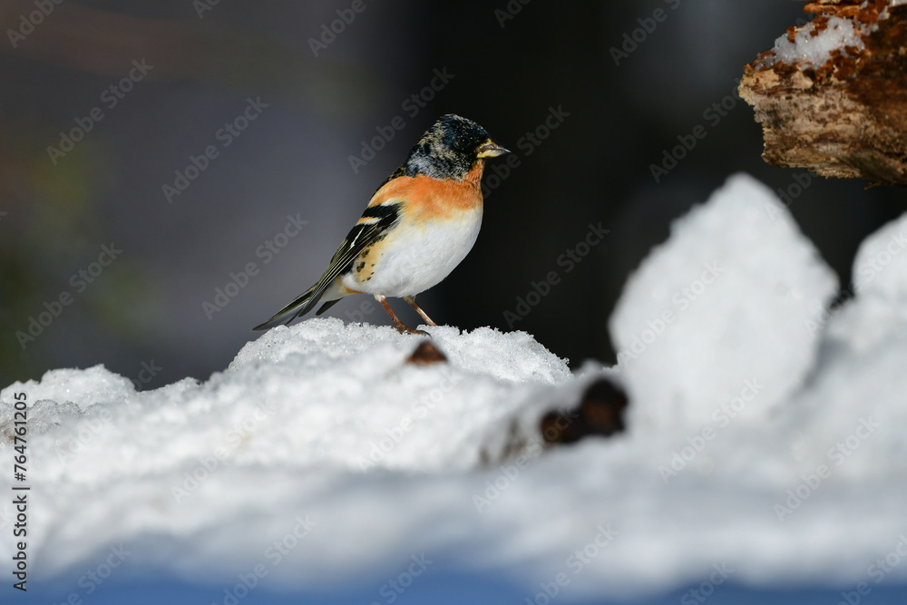 Naklejka premium 冬の森でのバードウォッチングで見らえる身近な美しい小鳥、アトリ