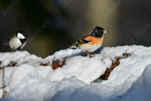 冬の森でのバードウォッチングで見らえる身近な美しい小鳥、アトリ © trogon