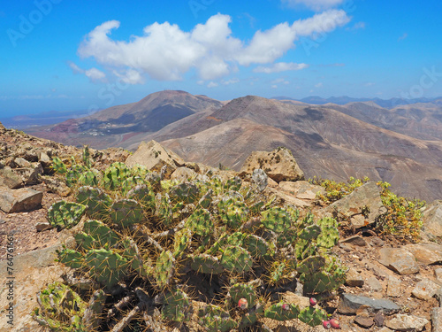 Lanzarote - Vegetation auf dem Gipfel Hacha Grande