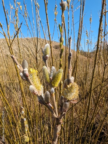 Flowers Willow (Salix)