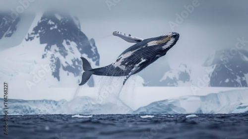 A humpback whale is captured mid-air as it jumps out of the water, showcasing its immense size and power. The whales body is fully visible against the blue ocean backdrop. © Goinyk