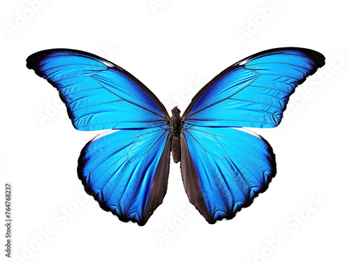 a blue butterfly with black wings