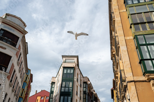 Gaviota en las nubes