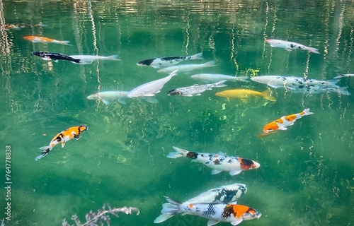 Colorful crap fish or koi fish in pond