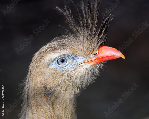 Close up portrait of big bird Red-legged seriema, Cariama cristata