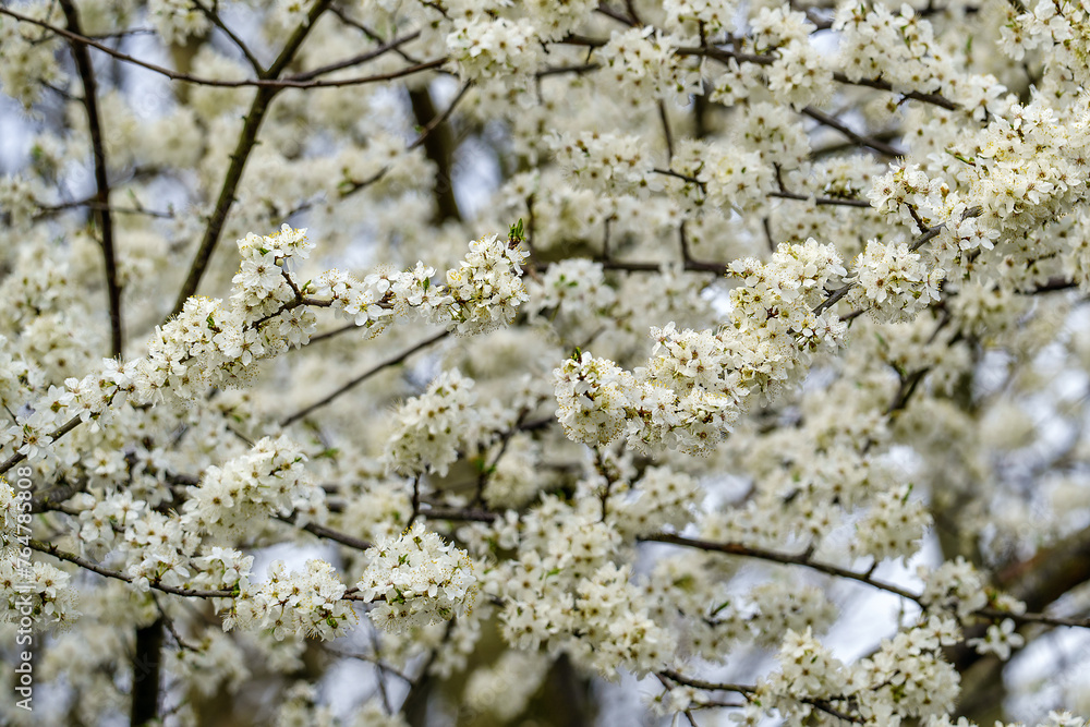 blossom in spring