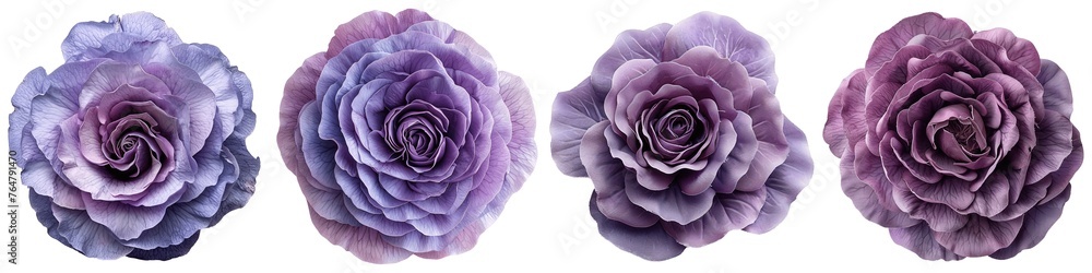 Obraz premium Set of purple rose flowers isolated on transparent background