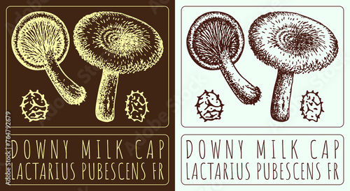 Drawing DOWNY MILK CAP. Hand drawn illustration. The Latin name is LACTARIUS PUBESCENS FR photo