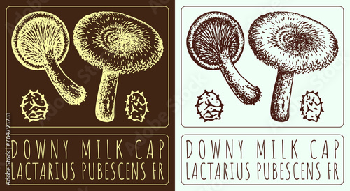 Vector drawing DOWNY MILK CAP. Hand drawn illustration. The Latin name is LACTARIUS PUBESCENS FR. 
