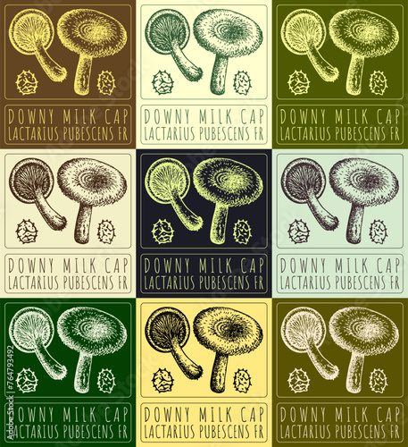 Set of vector drawing DOWNY MILK CAP in various colors. Hand drawn. The Latin name is LACTARIUS PUBESCENS FR