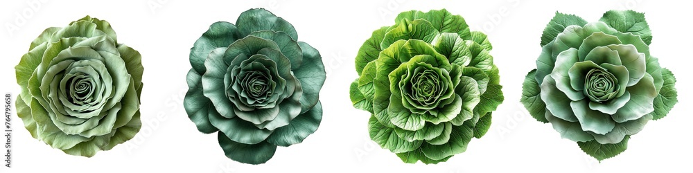 Set of green rosette flowers isolated on transparent background Set of green rosette flowers isolated on transparent background