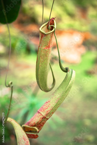 Long Nepenthes Burkei Carnivorous Pitcher Plant. Nectar producing pitchers on this rare carnivorous vine for trap and digest insects. photo