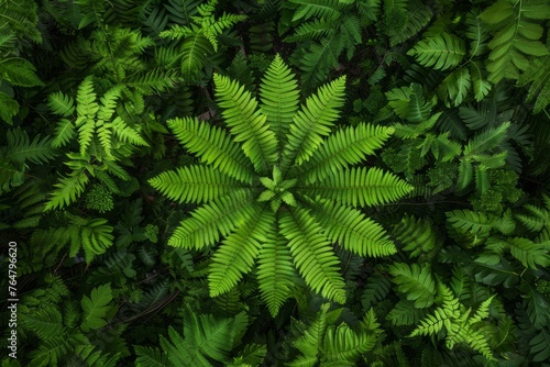 A dense forest setting showcasing a vibrant green fern with numerous leaves, capturing its symmetry and natural patterns from an aerial topdown perspective