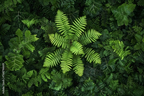 Aerial view of a group of green plants next to each other in a dense forest setting  showcasing symmetry and natural patterns