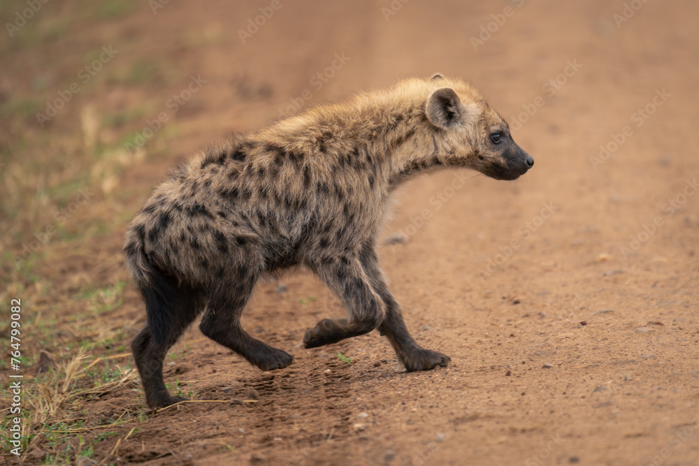 Spotted hyena walks across road lifting paw Spotted hyena walks across road lifting paw