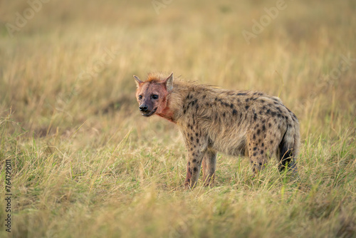 Spotted hyena stands in grassland turning head