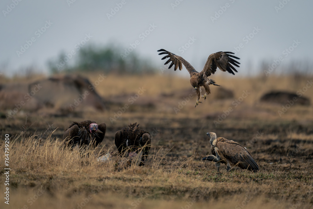 Tawny eagle flies over vultures eating carcase