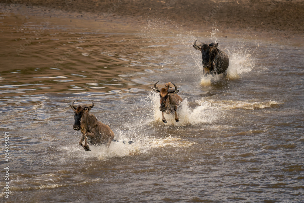 Three blue wildebeest galloping through shallow water