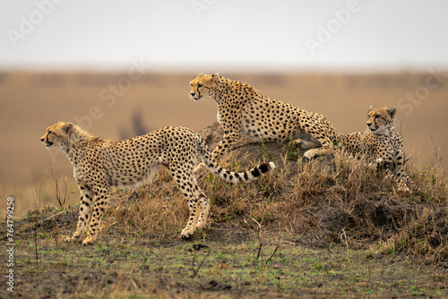 Three cheetahs in savannah on termite mound photo