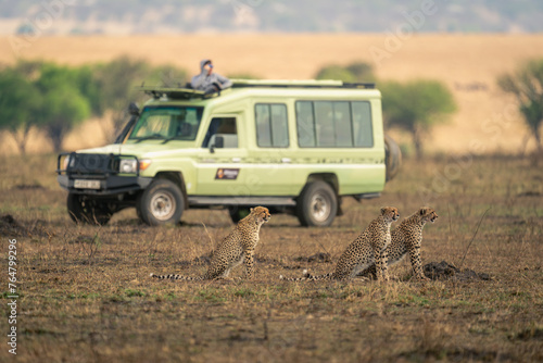 Canvas Print Three cheetahs sit on savannah near jeep