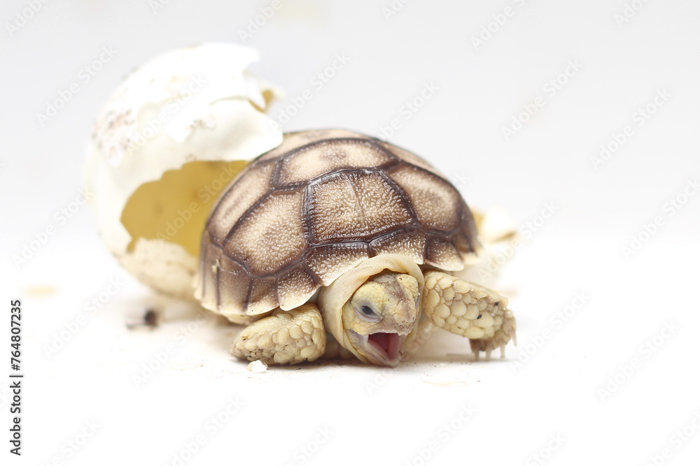 Obraz premium Africa spurred tortoise being born, Tortoise Hatching from Egg, Cute portrait of baby tortoise hatching, Birth of new life,Natural Habitat