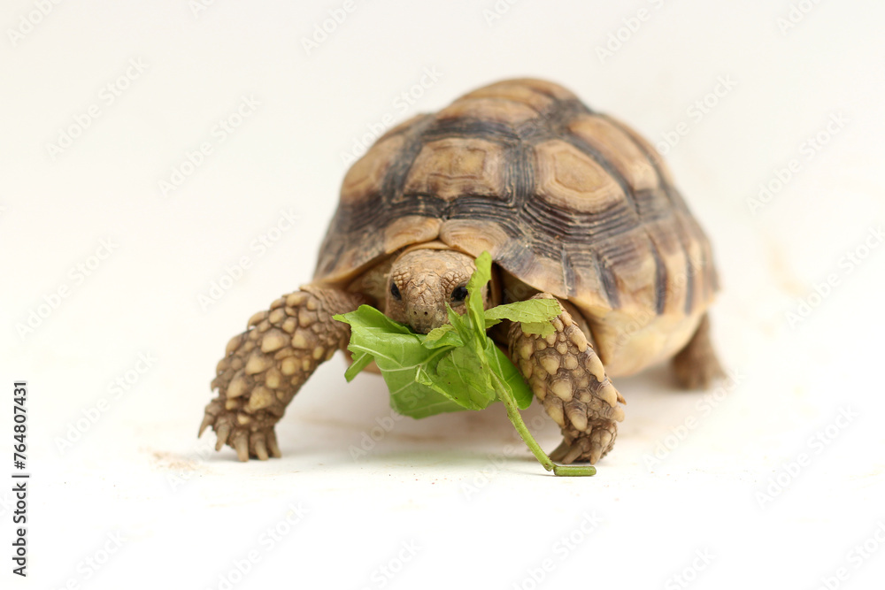 Naklejka premium Cute small baby African Sulcata Tortoise in front of white background, African spurred tortoise isolated white background studio lighting,Cute animal