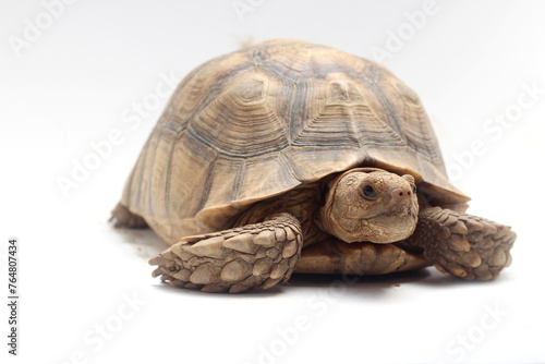 Cute small baby African Sulcata Tortoise in front of white background, African spurred tortoise isolated white background studio lighting,Cute animal © Aekkaphum