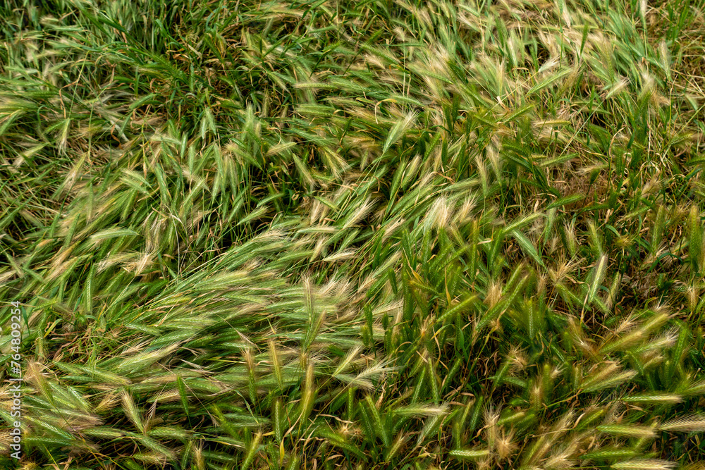 Green spike plants in the Ukrainian field. Windy days in nature in the spring or summer concept. Green spike plants in the Ukrainian field. Windy days in nature in the spring or summer concept.