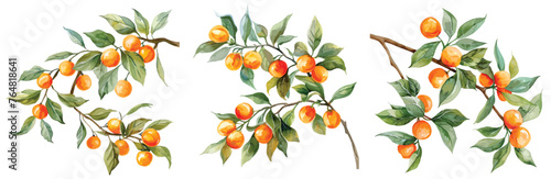 A set of vector branches watercolor Orange. Illustration of summer fruits for scrapbook, label, poster, print, menu