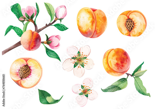 A set of vector branches watercolor peach. Hand-painted fruits, flowers, leaves and sliced pieces. Illustration of summer fruits for scrapbook, label, poster, print, menu