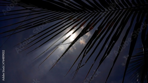 dark blue sky and clouds with coconut leaf's 