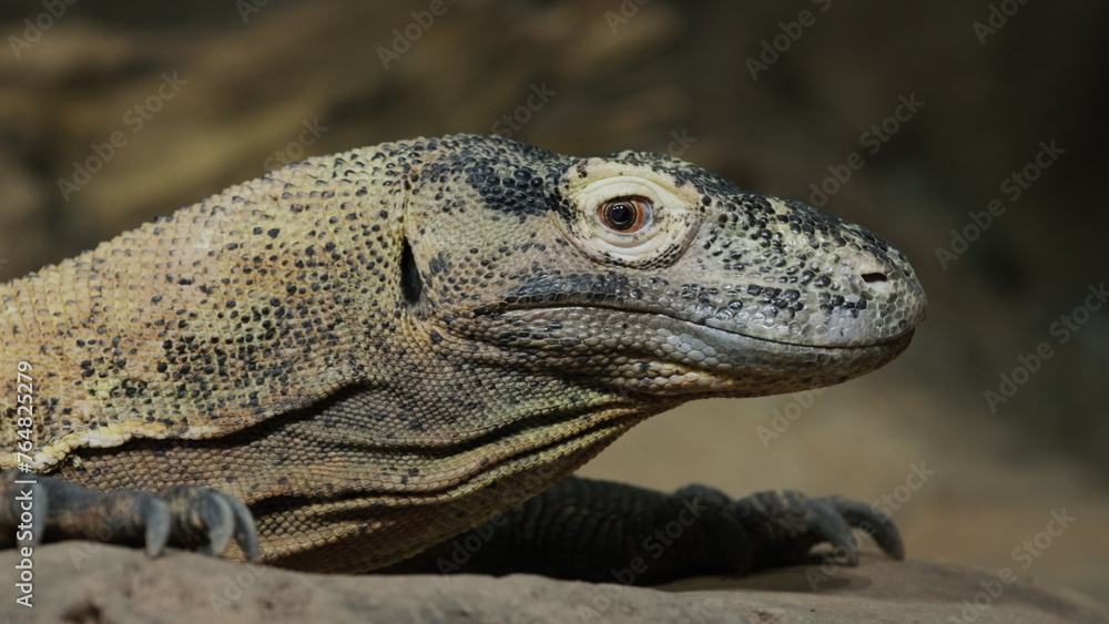 Fototapeta premium Komodo dragon sits motionless on the ground, side view