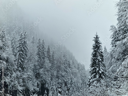 Forest of pine full of snow with the fog