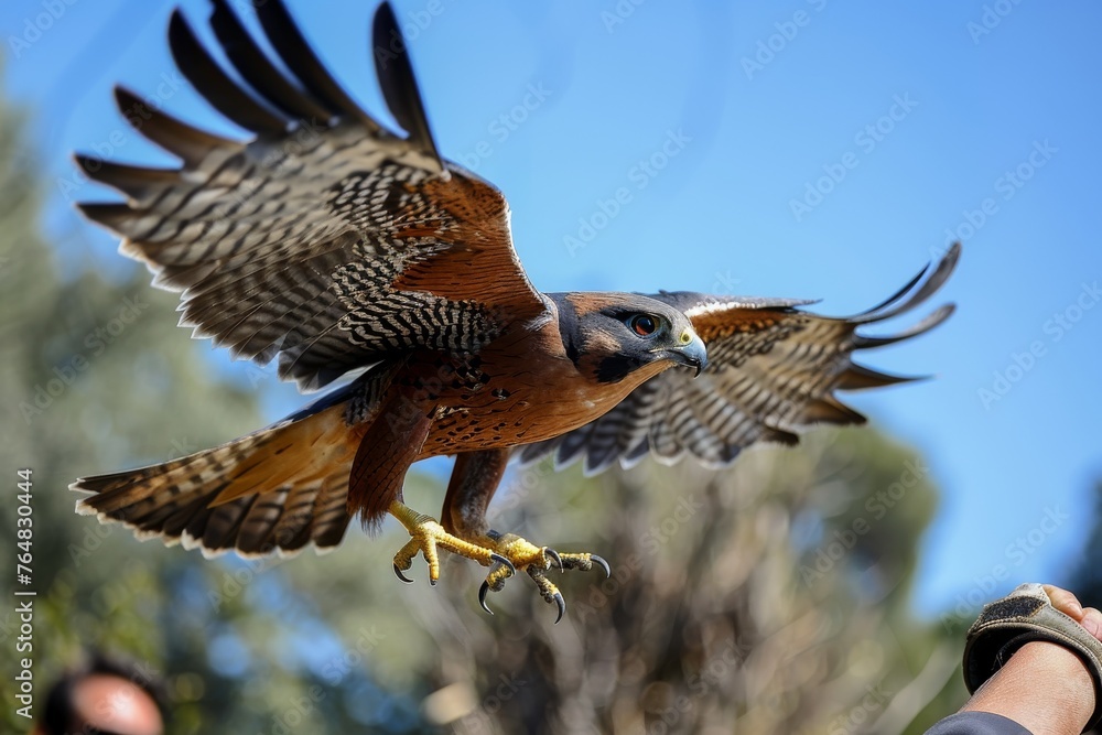 Obraz premium Capturing the precise moment, this image depicts a falcon in mid-flight, its sharp talons ready to land on the trainer's glove