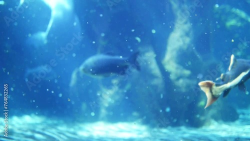 redtail catfish, Phractocephalus hemioliopterus