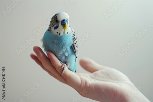 Soft image of a blue budgerigar sitting calmly on a human hand, signifying companionship between species