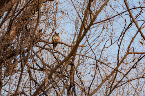 Owls that inhabit dry branches in winter