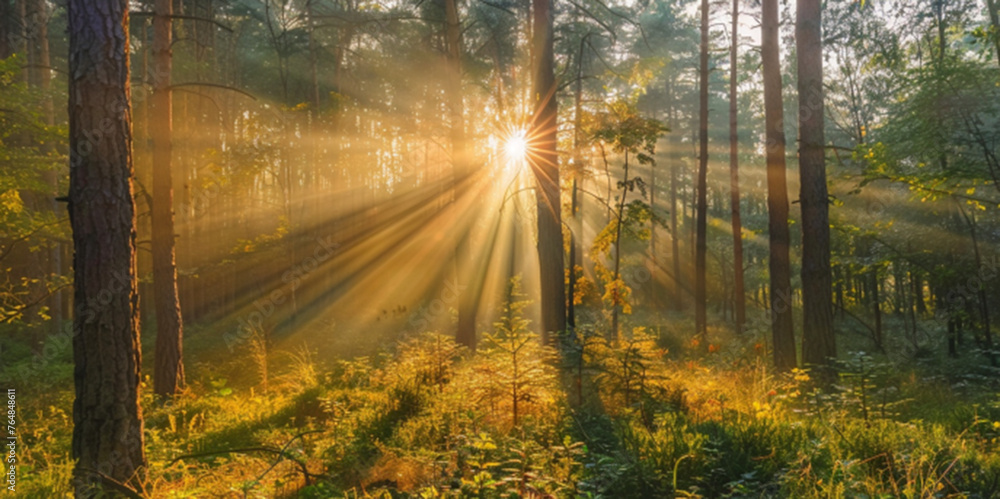 Serenity of an Autumn Morning in the Forest with Sunbeams Piercing Through the Mist, Showcasing Fall Colors and Peaceful Woodland Scenery in Golden Hour Light