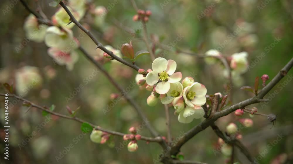 Japanese quince blooms. tree branch with white flowers. Japanese quince blooms. tree branch with white flowers.