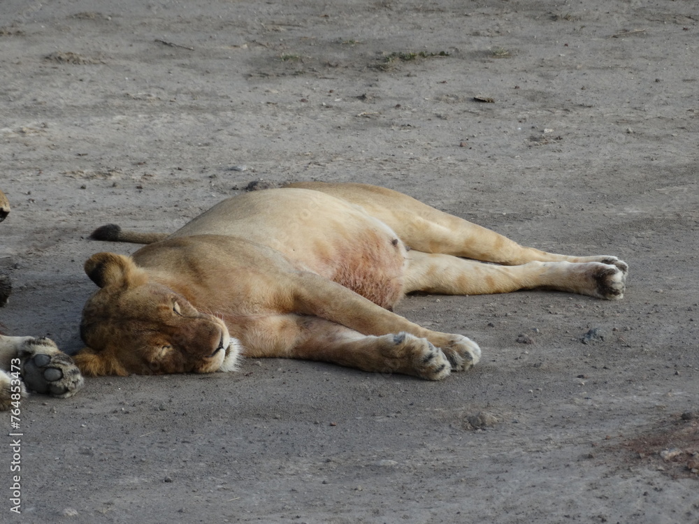 Closeup image of a sleeping lioness in Northern Tanzania Closeup image of a sleeping lioness in Northern Tanzania