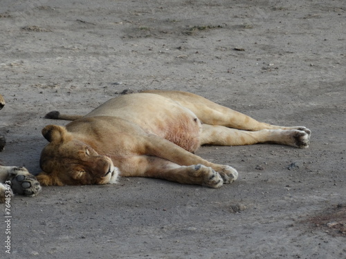 Closeup image of a sleeping lioness in Northern Tanzania 
