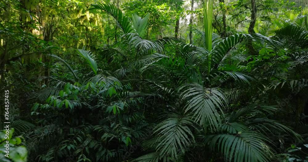 Lush green jungle with abundant trees, plants, and groundcover Lush green jungle with abundant trees, plants, and groundcover