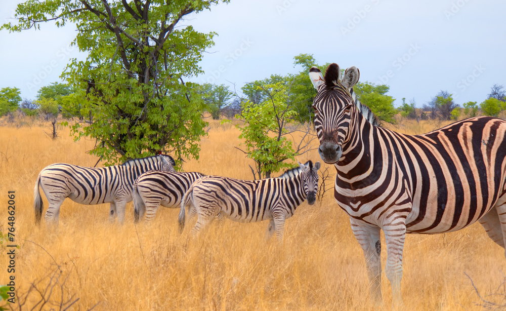 Naklejka premium Herd of zebras in yellow grass - Etosha park, Namibia