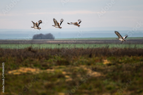 Great bustards (Otis tarda) flying over wetland photo