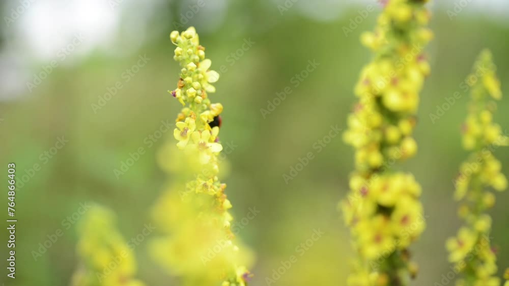 Verbascum thapsus, the great mullein, greater mullein, or common mullein, is a species of mullein native to Europe, northern Africa, and Asia, and introduced in the Americas and Australia. Verbascum thapsus, the great mullein, greater mullein, or common mullein, is a species of mullein native to Europe, northern Africa, and Asia, and introduced in the Americas and Australia.