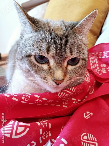 Young cat with blue eyes