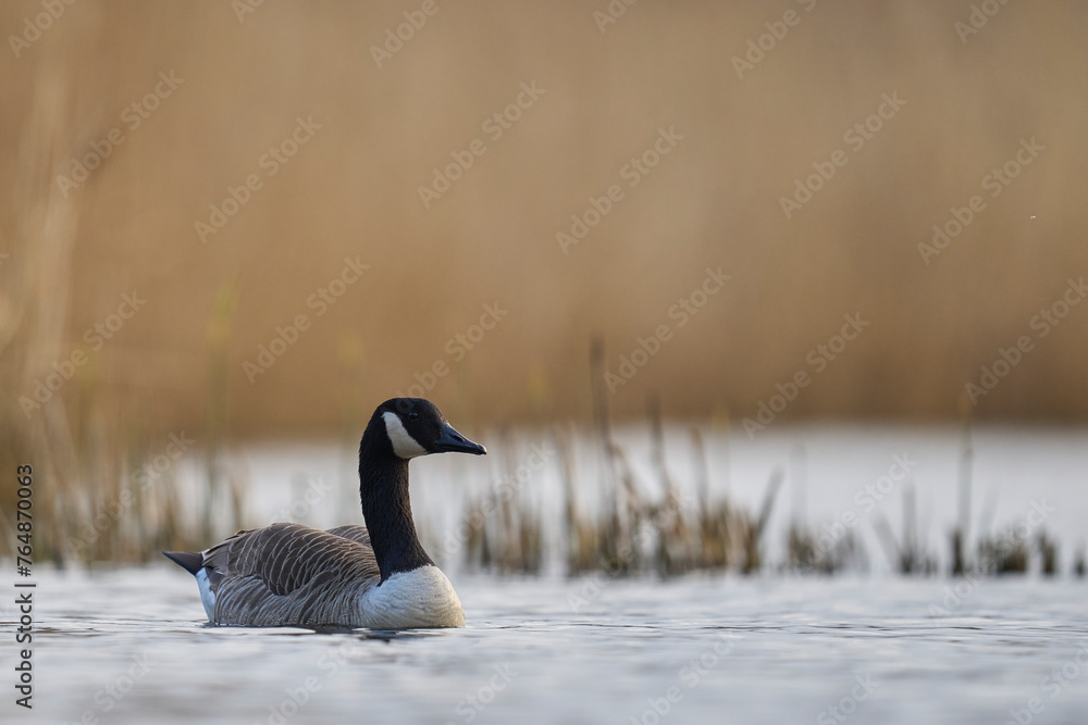 Fototapeta premium Canada Goose (Branta canadensis) swimming on a lake on the Somerset Levels in Somerset, United Kingdom.