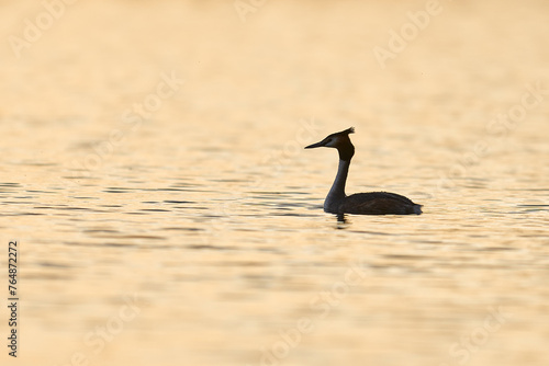 Backlit Great Crested Grebe (Podiceps cristatus) swimming on a lake in the Somerset Levels, Somerset, United Kingdom.