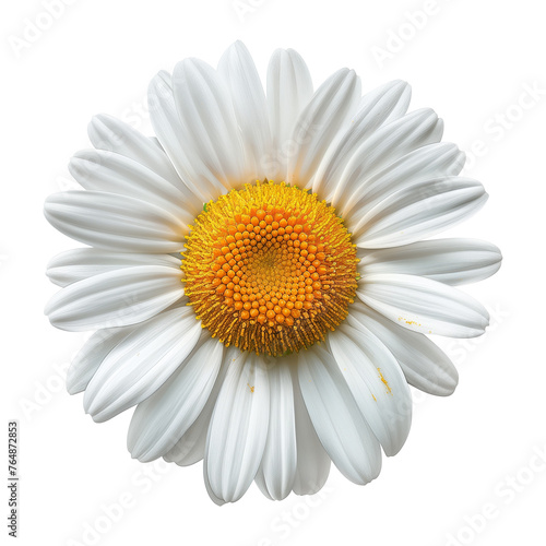 A white daisy flower. Isolated photo with transparent background.
