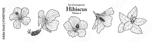 A series of isolated flower in cute hand drawn style. Hibiscus in black outline and white plain on transparent background. Drawing of floral elements for coloring book or fragrance design. Volume 4.